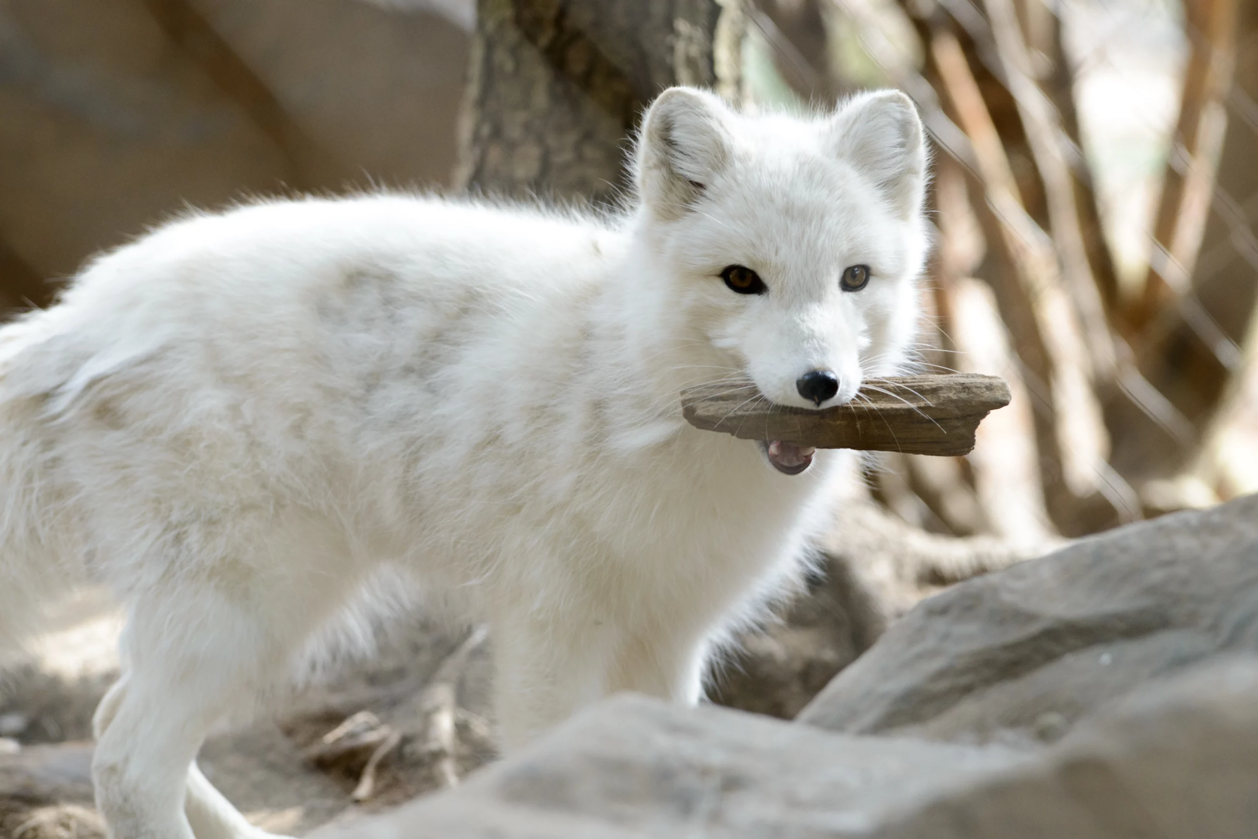 An arctic fox carrying a small stick in their mouth.